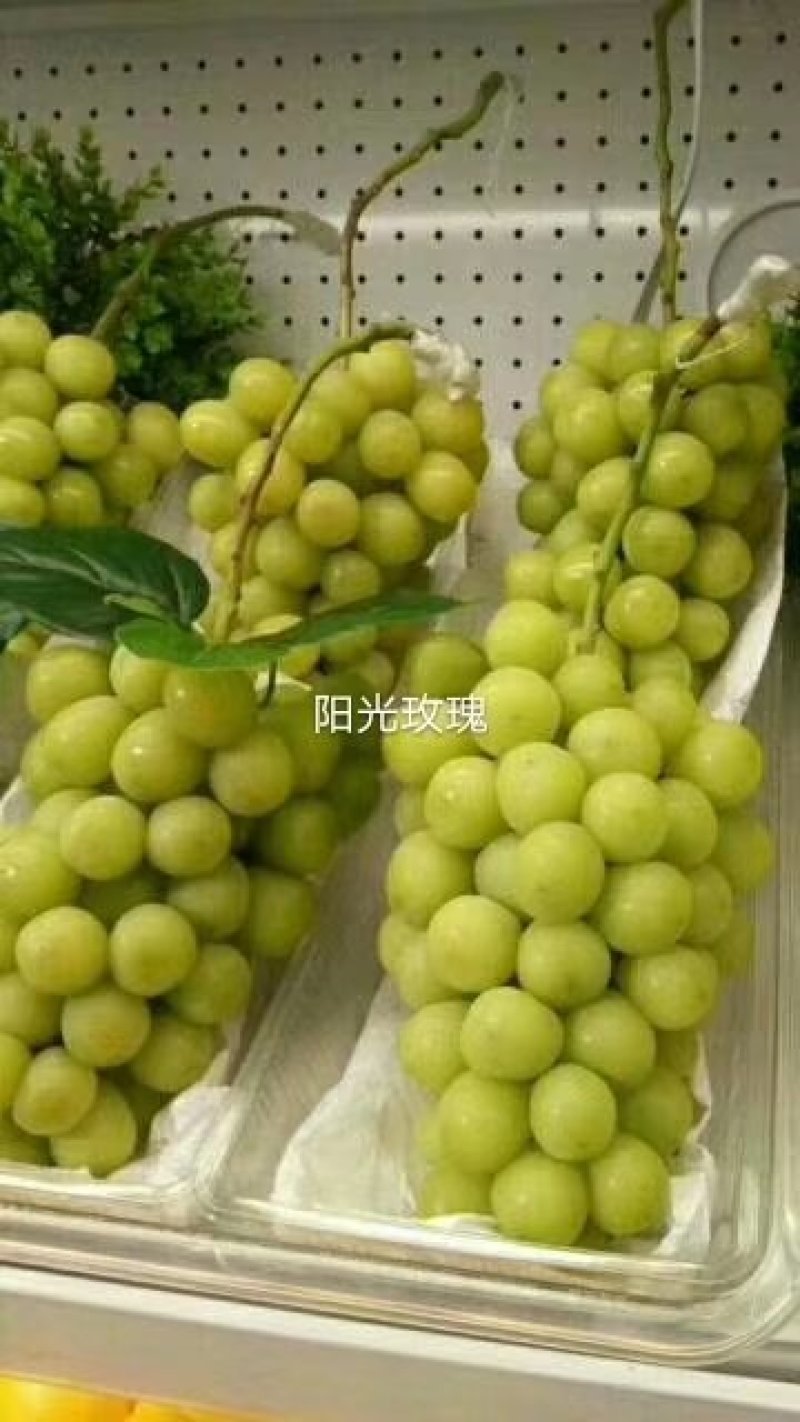 葡萄苗甜蜜蓝宝石葡萄苗保证品种正提供技术指现挖现发