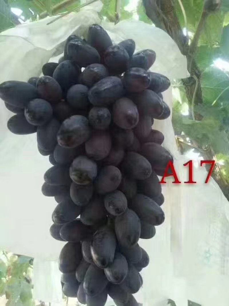 葡萄苗甜蜜蓝宝石葡萄苗保证品种正提供技术指现挖现发