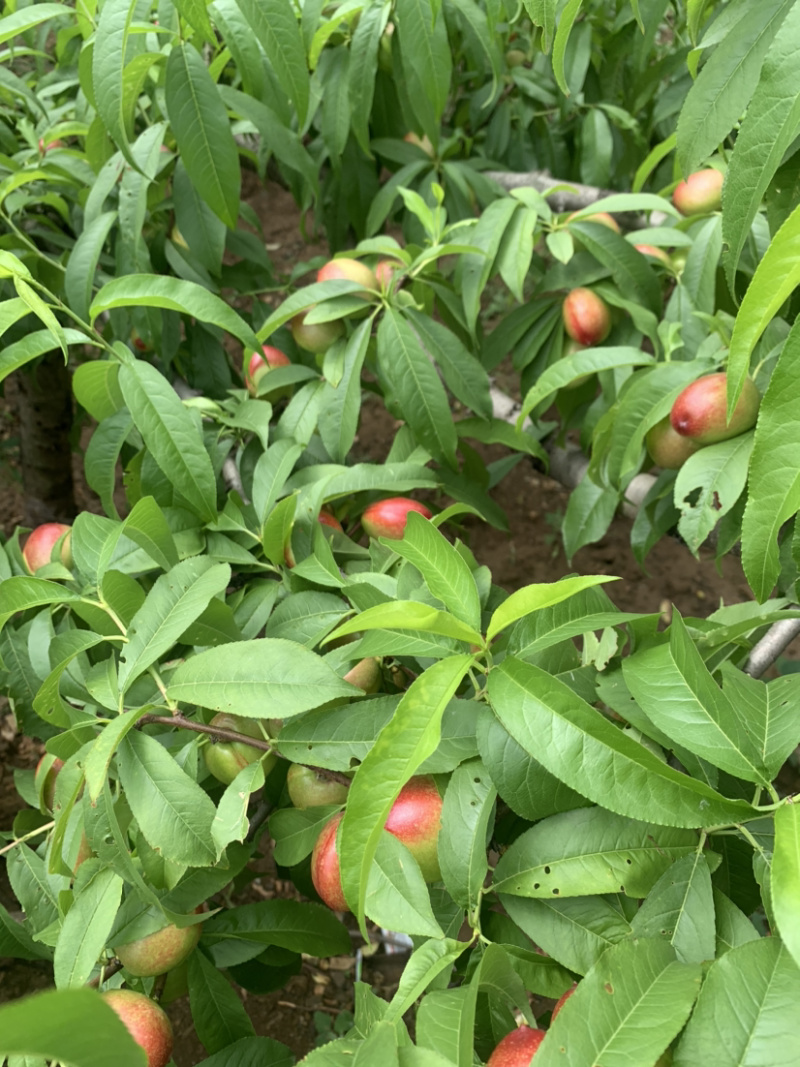 油桃