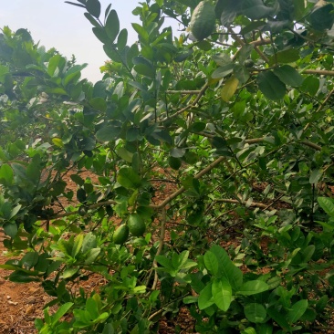 香水柠檬