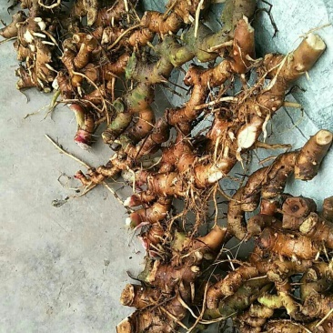鲜货出售