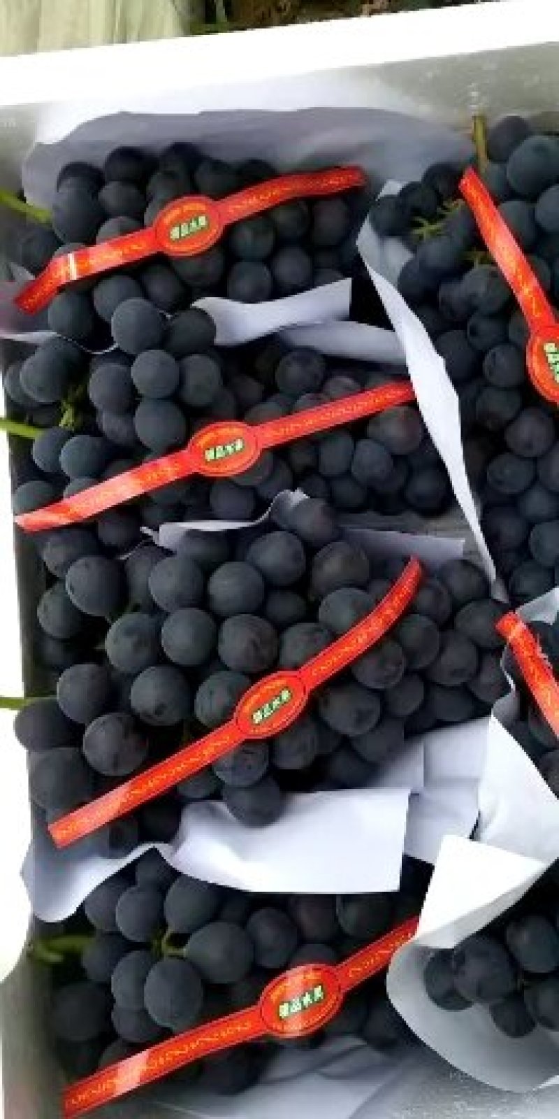 精品葡萄夏黑葡萄万亩基地大量上市，配备冷库