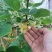 软枣猕猴桃苗地栽盆栽自花授粉当年结果南北方种植