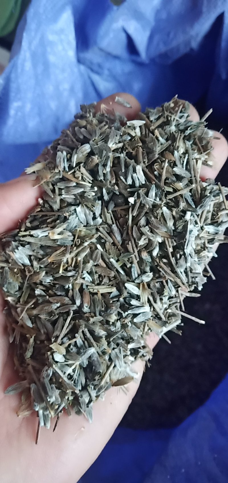新产板蓝根种子