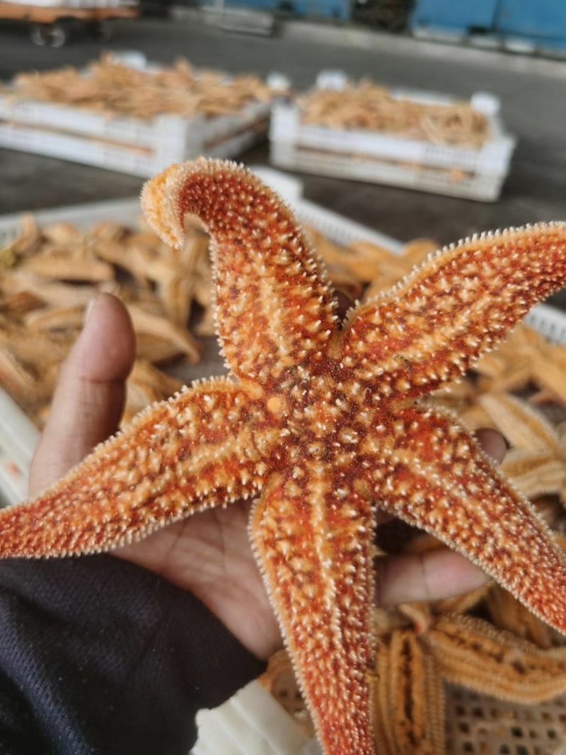 丹东东港，海星大量批发，海星也是药材，也是美味食品