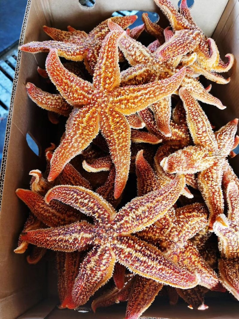 丹东东港，海星大量批发，海星也是药材，也是美味食品