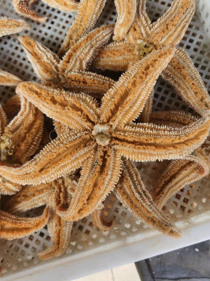丹东东港，海星大量批发，海星也是药材，也是美味食品