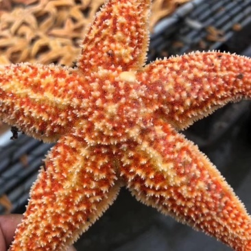 丹东东港，海星大量批发，海星也是药材，也是美味食品