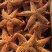 丹东东港，海星大量批发，海星也是药材，也是美味食品