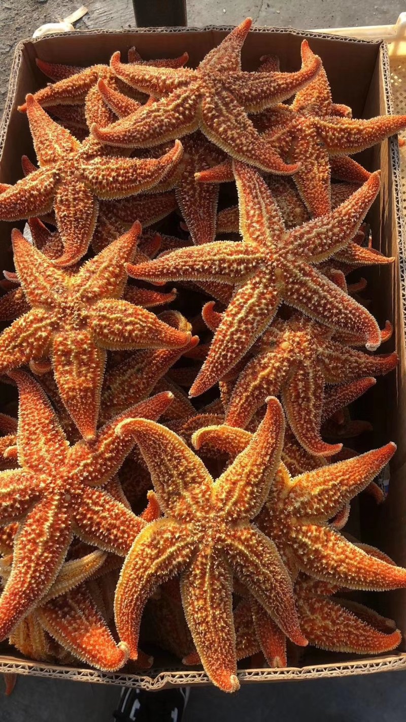 丹东东港，海星大量批发，海星也是药材，也是美味食品