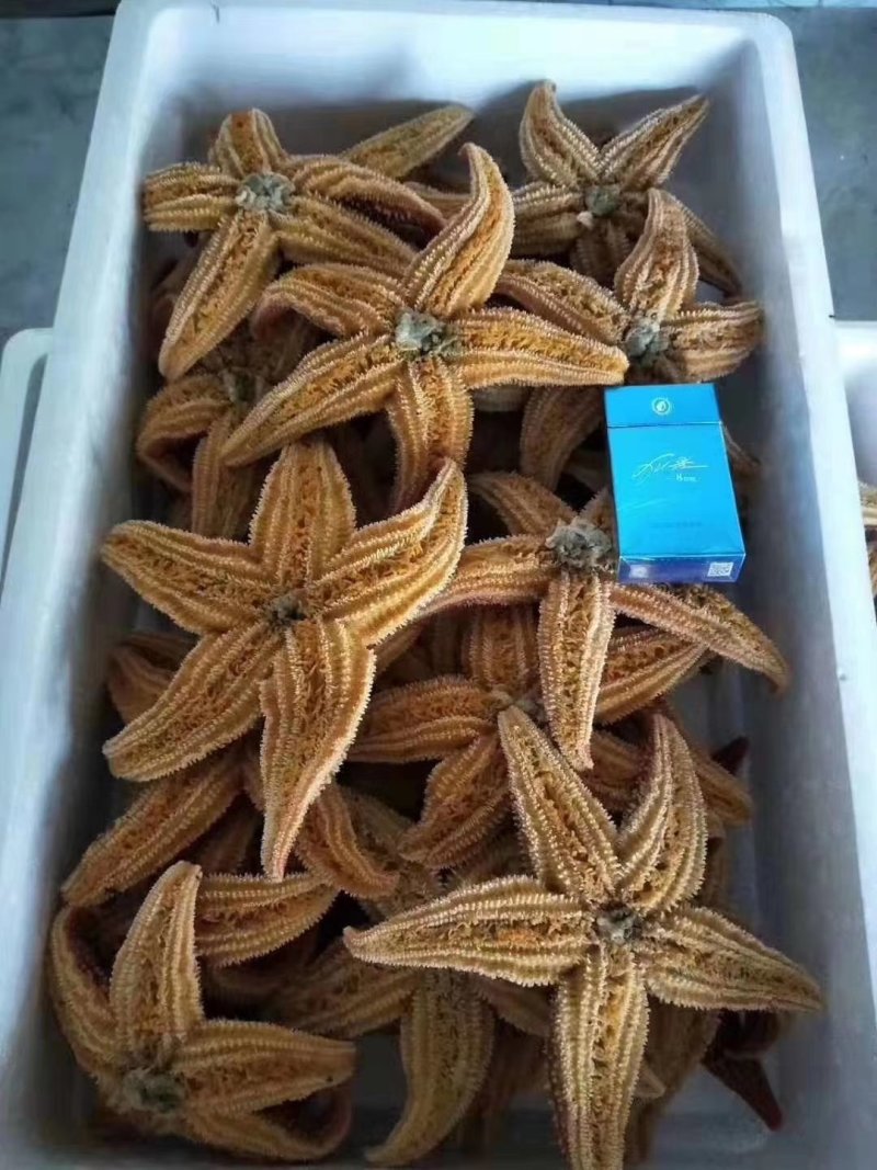 丹东东港，海星大量批发，海星也是药材，也是美味食品