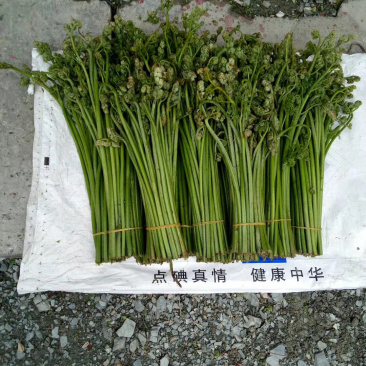 蕨菜