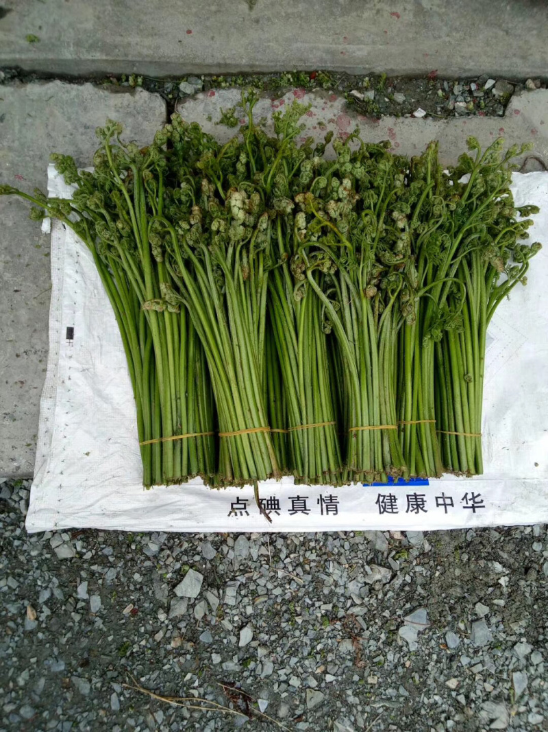 蕨菜