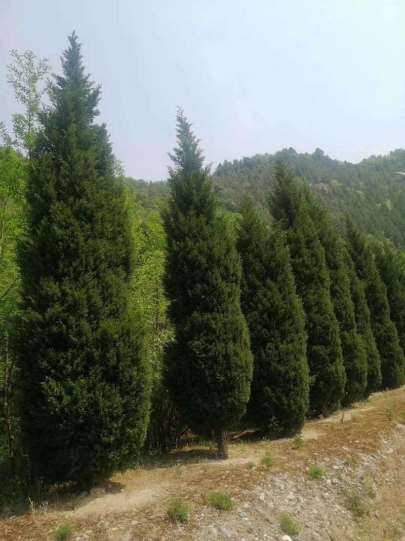 塔柏