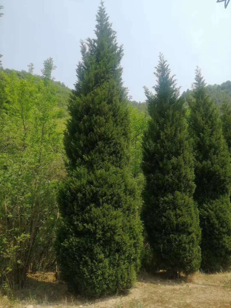 塔柏