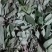 见血清（烘干货-水洗货-鲜货）新品上市啦