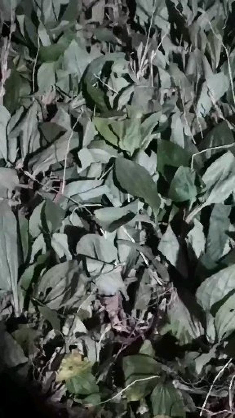 见血清（烘干货-水洗货-鲜货）新品上市啦