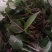 见血清（烘干货-水洗货-鲜货）新品上市啦