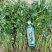 紫罗兰商品薯脱毒红薯苗