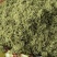 新品种金银花苗包技术包回收