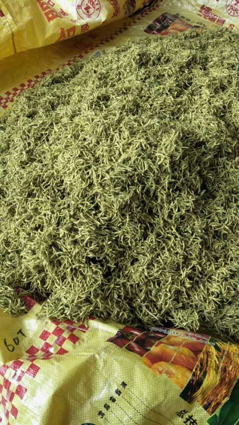新品种金银花苗包技术包回收