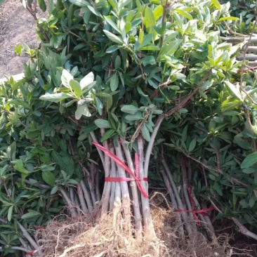 新品种金银花苗包技术包回收