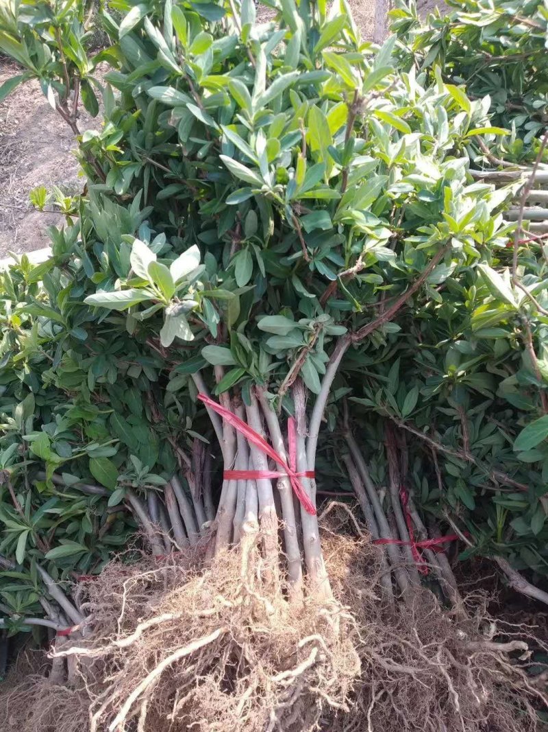 新品种金银花苗包技术包回收