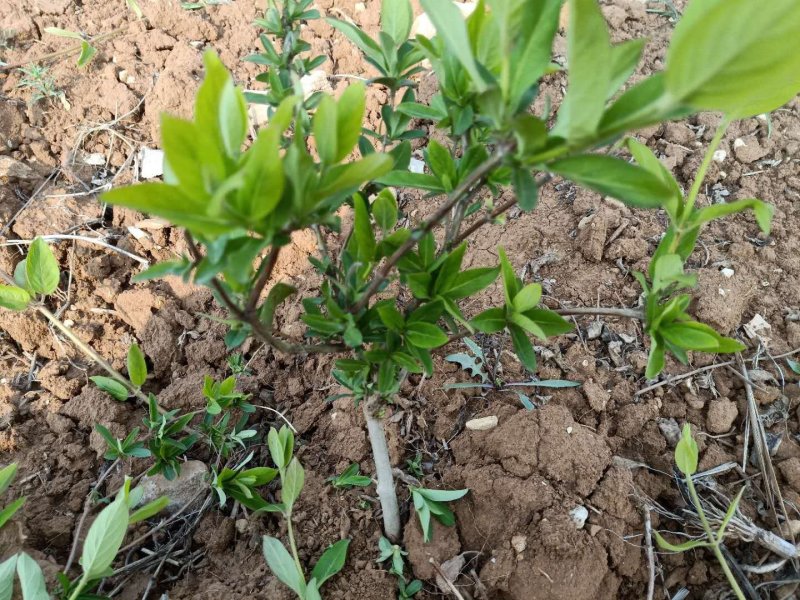 新品种金银花苗包技术包回收