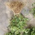 新品种金银花苗包技术包回收