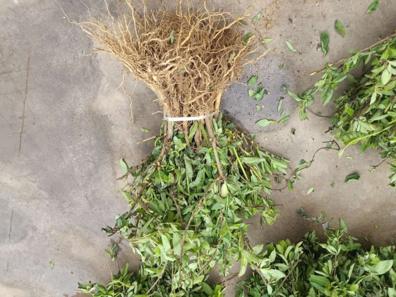 新品种金银花苗包技术包回收