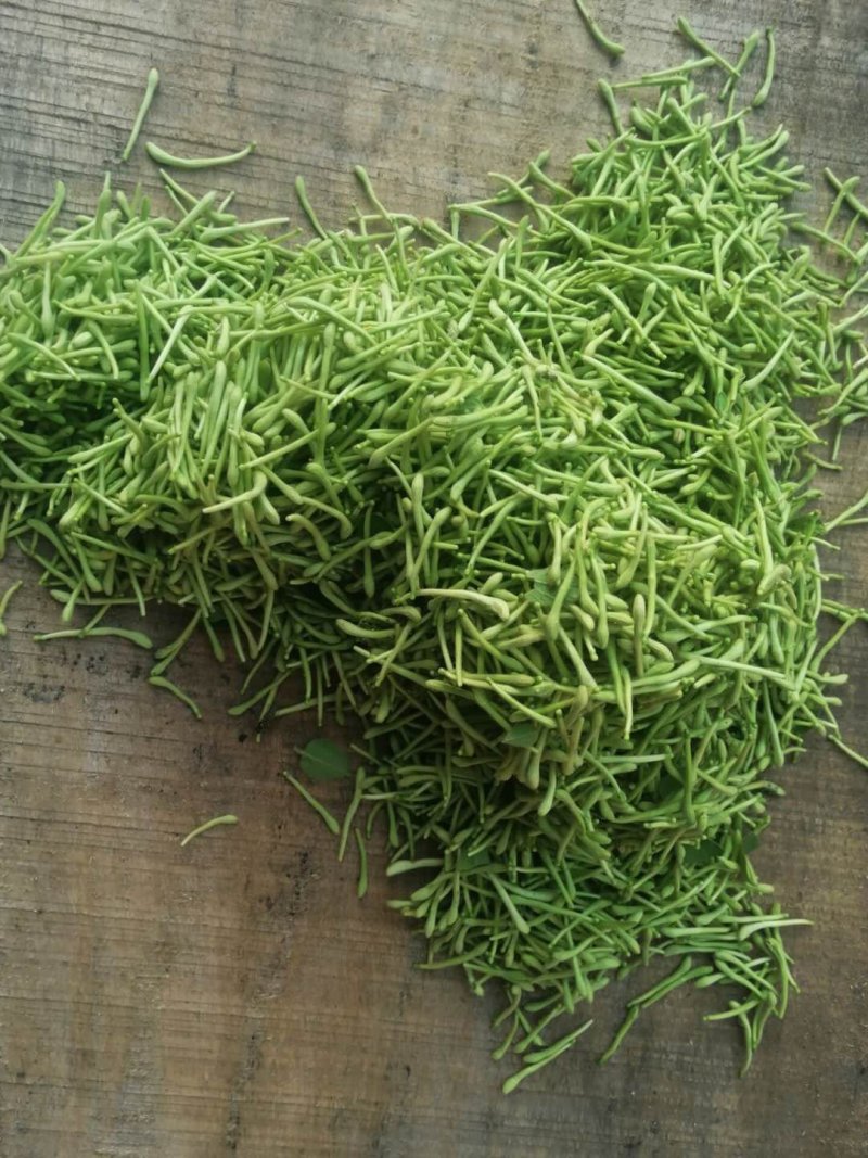 新品种金银花苗包技术包回收