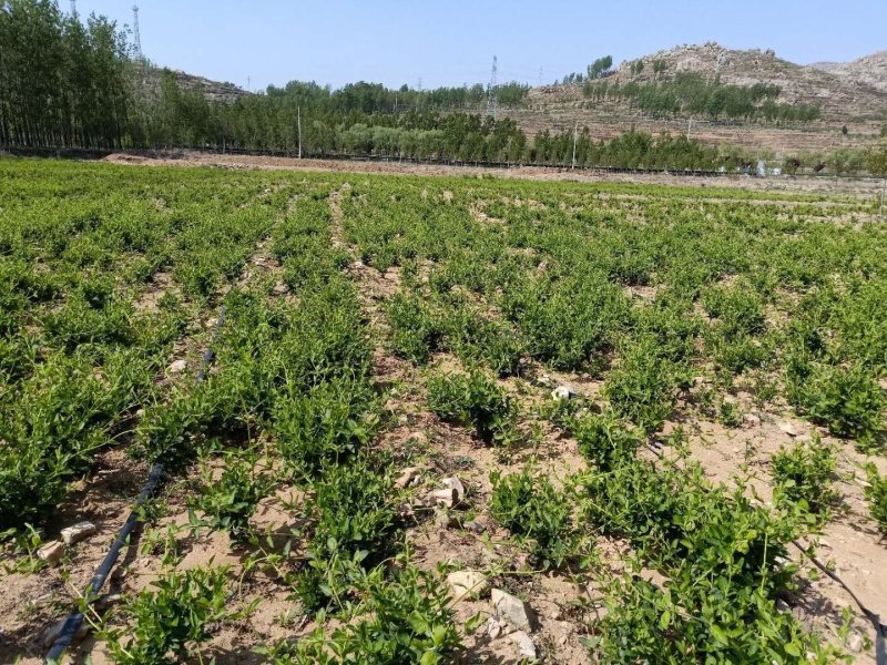 新品种金银花苗包技术包回收