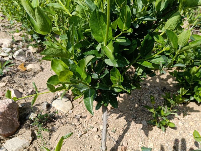 新品种金银花苗包技术包回收