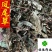 凤尾草颜色好过筛货货干量大从优供应各种中药材