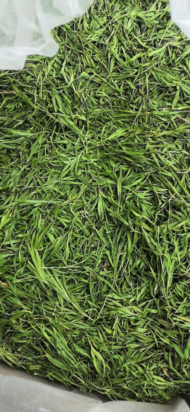 【石竹茶】2022新石竹茶厂家直供批发全国包邮