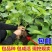 葡萄苗果树巨峰蓝宝石耐寒葡萄南方北方种植盆栽地栽爬藤带土