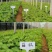 葡萄苗果树巨峰蓝宝石耐寒葡萄南方北方种植盆栽地栽爬藤带土
