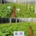 葡萄苗果树巨峰蓝宝石耐寒葡萄南方北方种植盆栽地栽爬藤带土