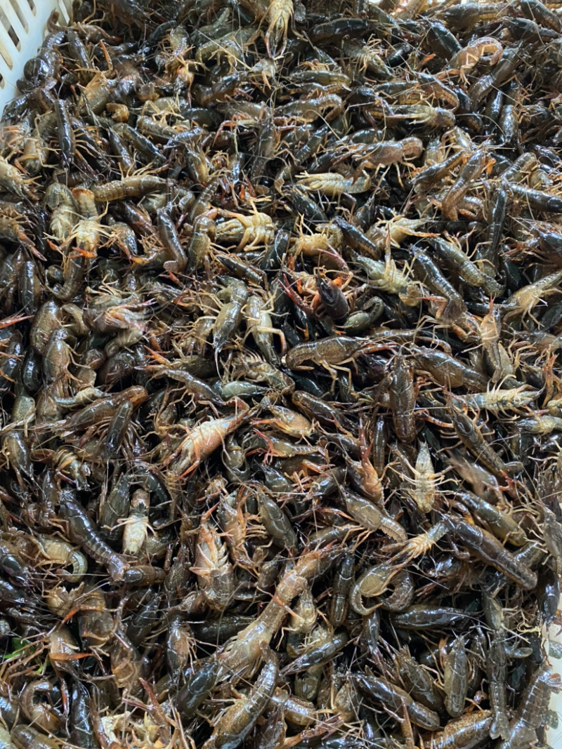 龙虾苗野生食用原塘口虾苗