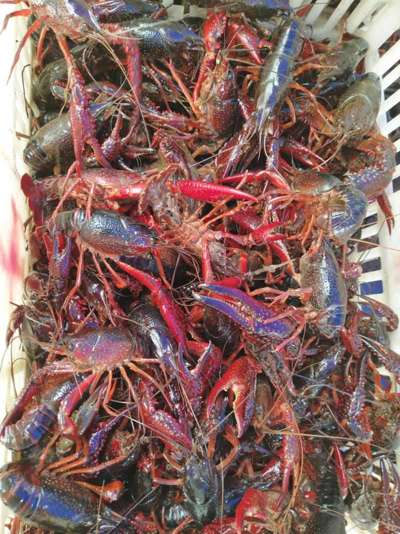 规格789龙虾，青红分开，活力好，支持长期发货