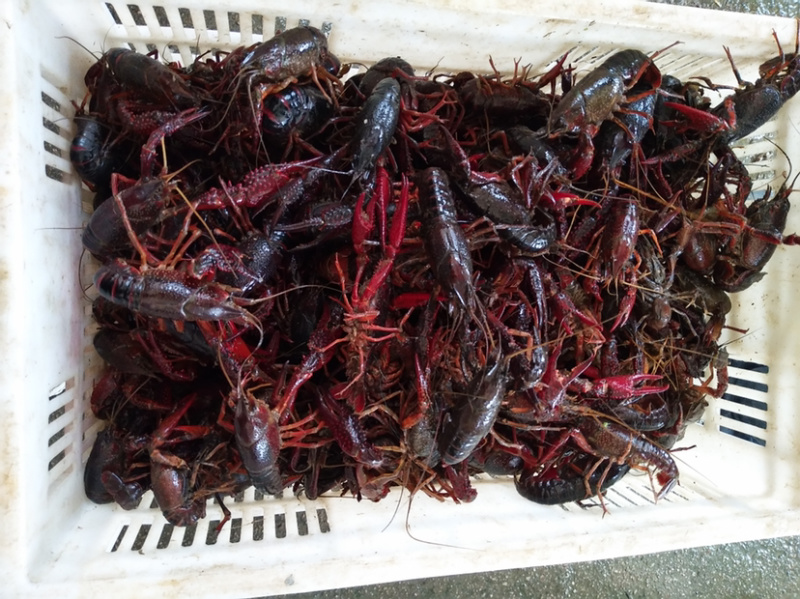 规格789龙虾，青红分开，活力好，支持长期发货