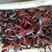 规格789龙虾，青红分开，活力好，支持长期发货