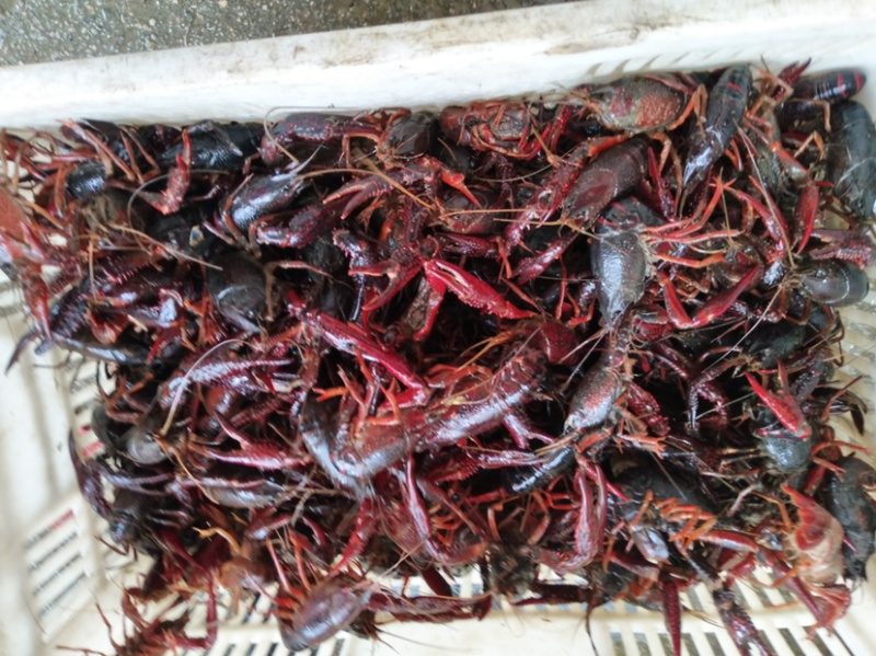 规格789龙虾，青红分开，活力好，支持长期发货