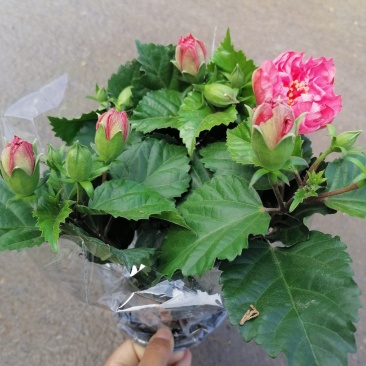 丹麦木槿，青州基地直发，颜色随机混色