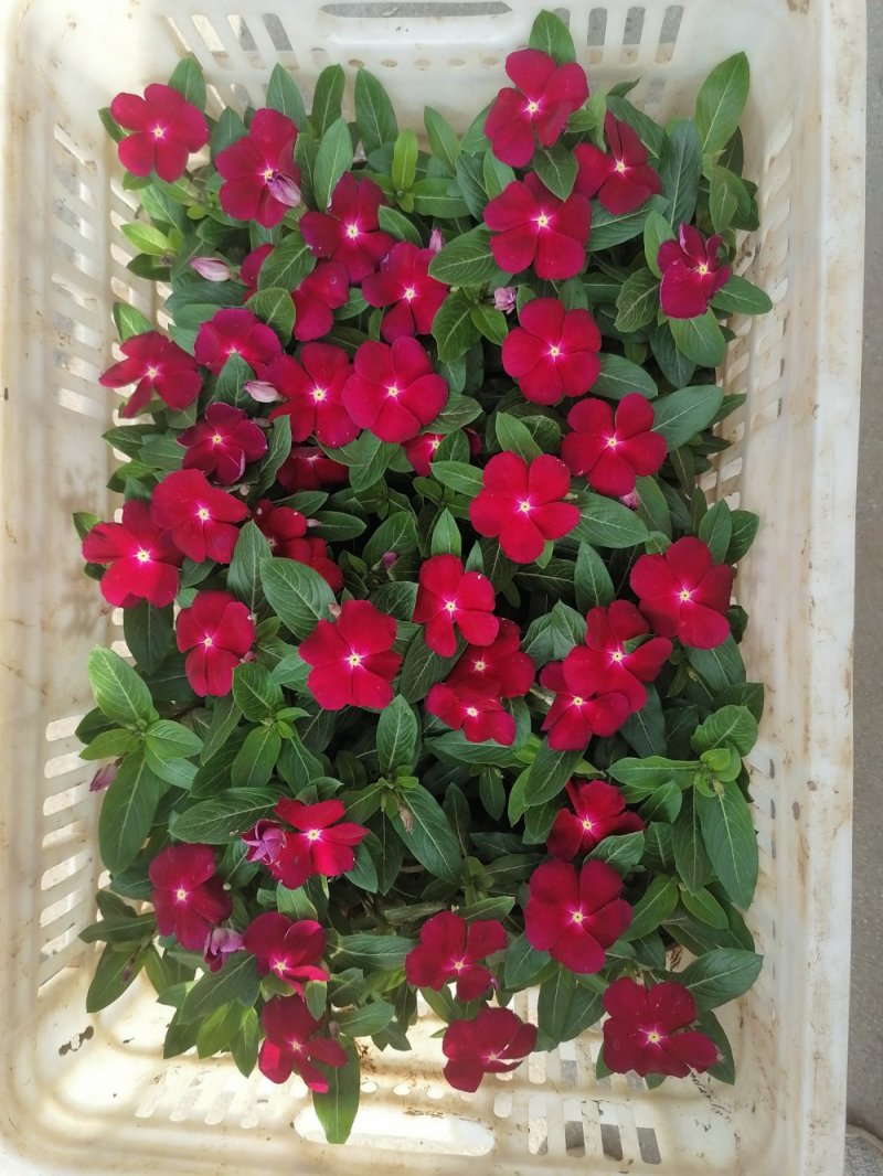 优质天天开，青州基地直发