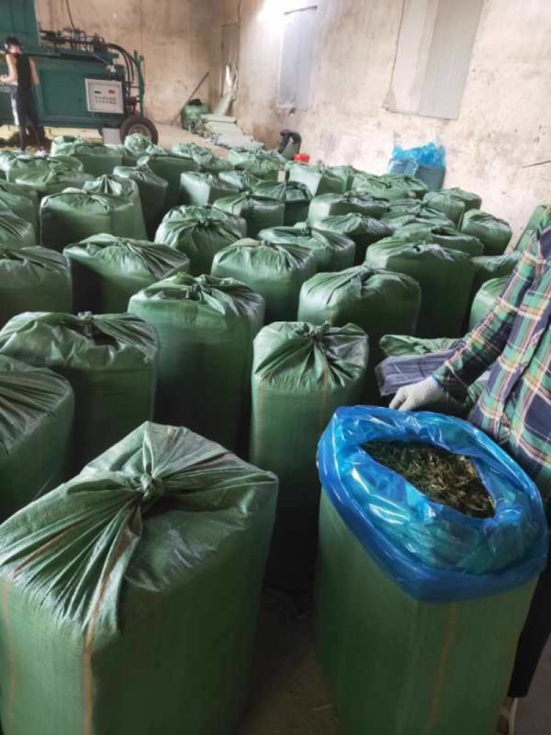 【优选商家】供应玉米全储，青储玉米，质量保证,可视频看货