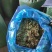 【优选商家】供应玉米全储，青储玉米，质量保证,可视频看货