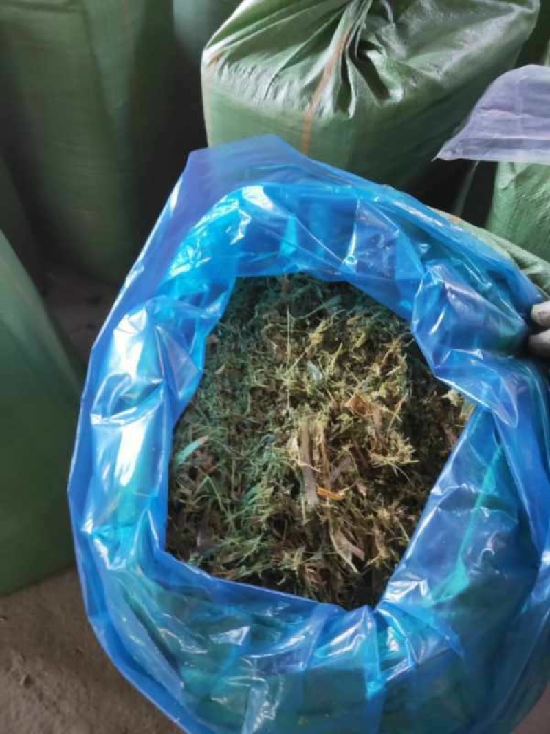 【优选商家】供应玉米全储，青储玉米，质量保证,可视频看货