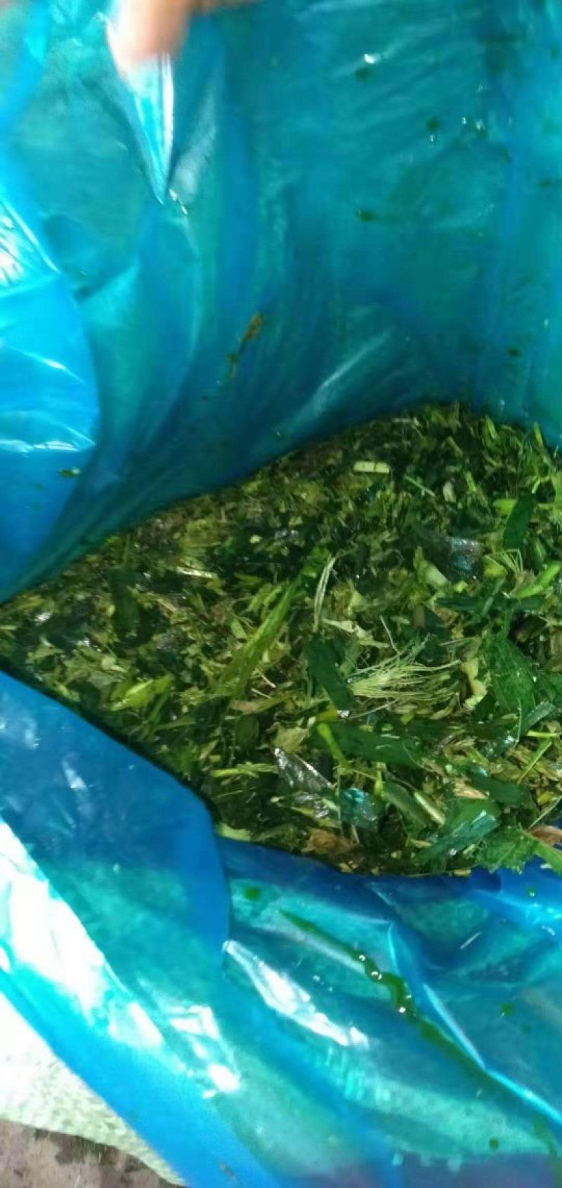 【优选商家】供应玉米全储，青储玉米，质量保证,可视频看货