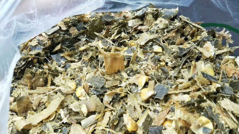 【优选商家】供应玉米全储，青储玉米，质量保证,可视频看货
